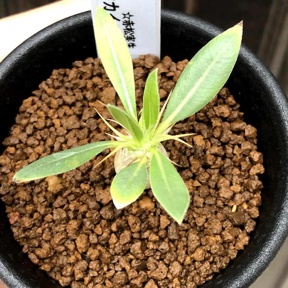 コーデックス：パキポディウム マカイエンセ ミニ*塊根幅1.2cm