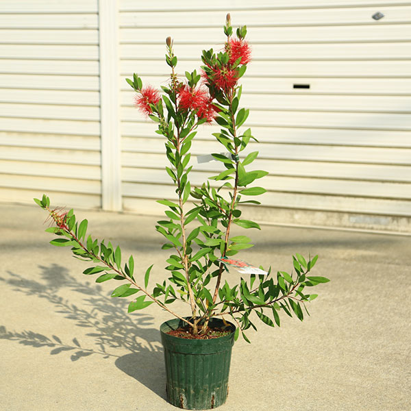 庭木・植木：ブラシの木(赤花)*キンポウジュ ポット苗 | 植木＆庭木 