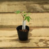 �ߥ��ġ����դ�ߤ�*��ߥ�������