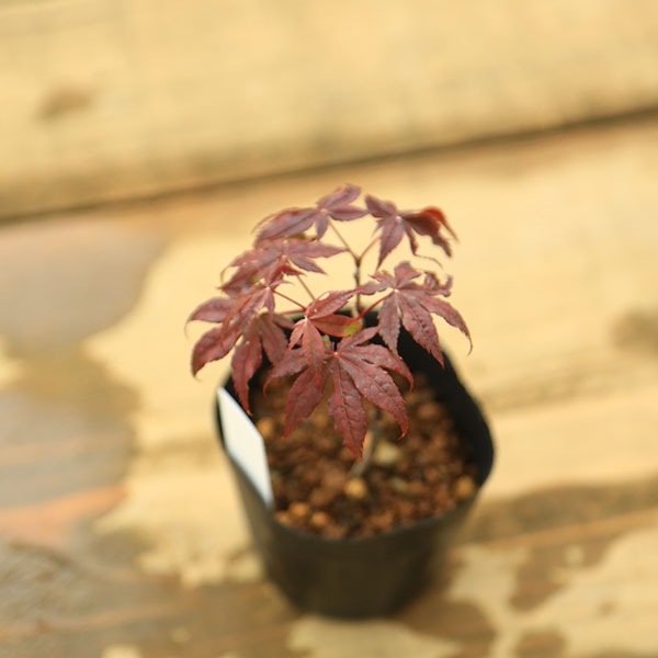 ミニ苗：赤鴫立沢もみじ*アカシギタツサワ 紅葉 | 新着商品 | 遊恵盆栽