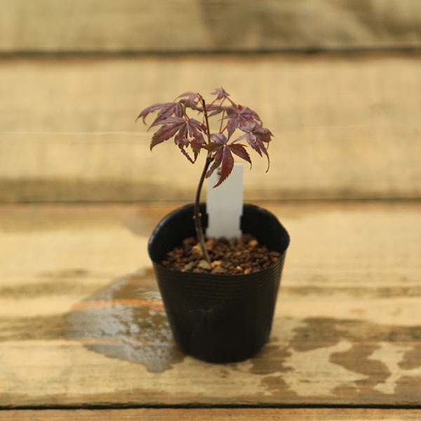 ミニ苗：赤鴫立沢もみじ*アカシギタツサワ 紅葉 | 新着商品 | 遊恵盆栽