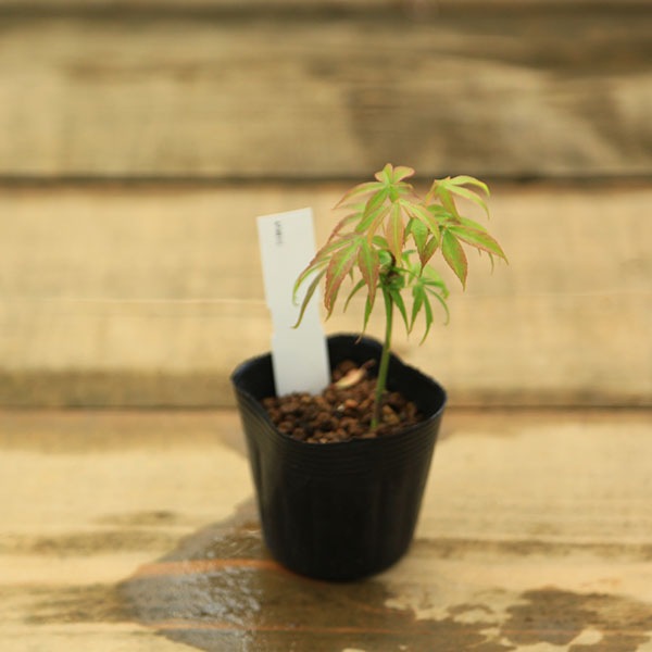 ミニ苗：七五三もみじ*シチゴサンモミジ 紅葉 | 新着商品 | 遊恵盆栽 本店