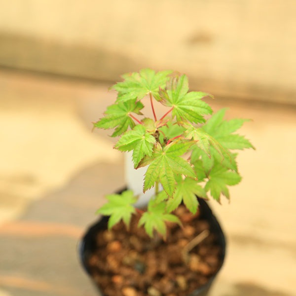 ミニ苗：鴫立沢もみじ*シギタツサワ | 新着商品 | 遊恵盆栽 本店