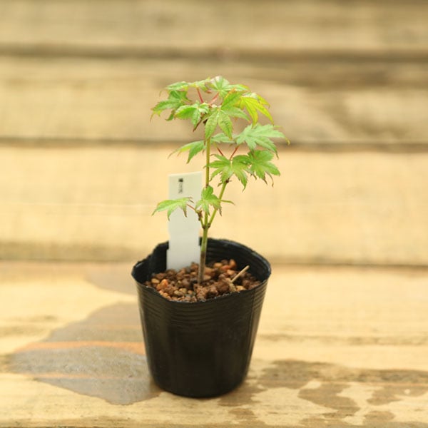 ぱんだもみじ ミニ苗：鴫立沢もみじ*シギタツサワ 紅葉 | 新着商品 | 遊恵盆栽
