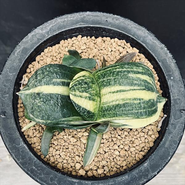 ガステリア 臥牛錦 【特大株】 ［5号］