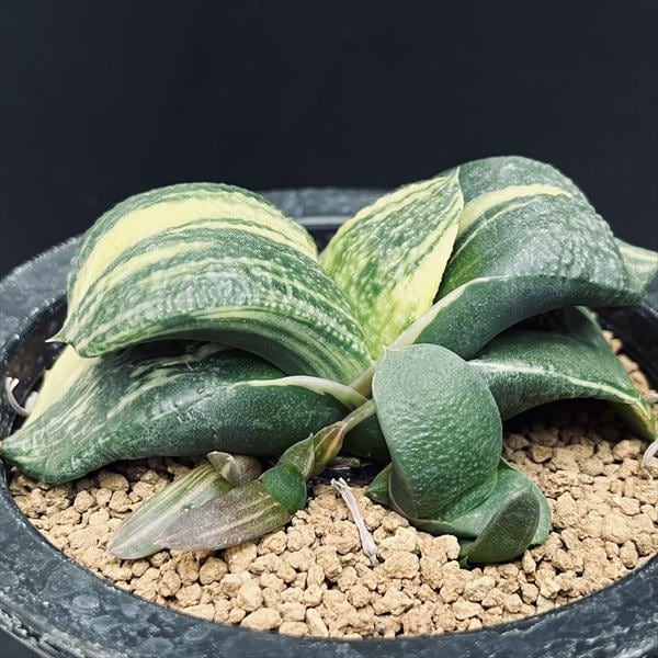 多肉植物：ガステリア 臥牛 昇竜錦*幅9cm 現品！一品限り | サボテン