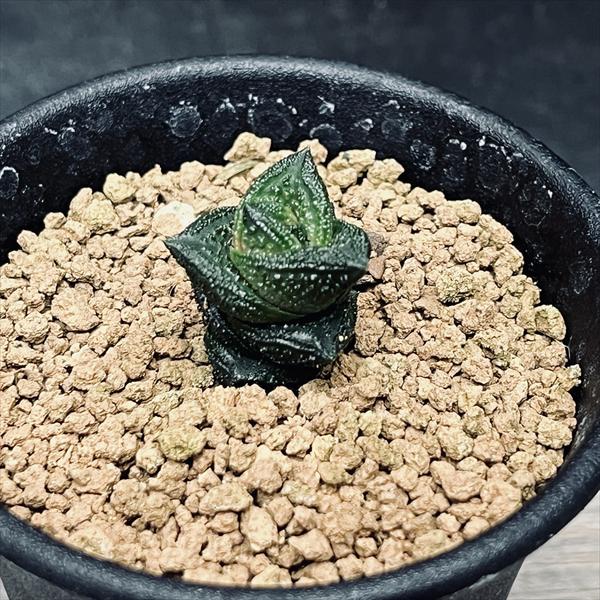 多肉植物：ハオルチア ニグラno.1 特丸葉ダルマタイプ*幅2cm
