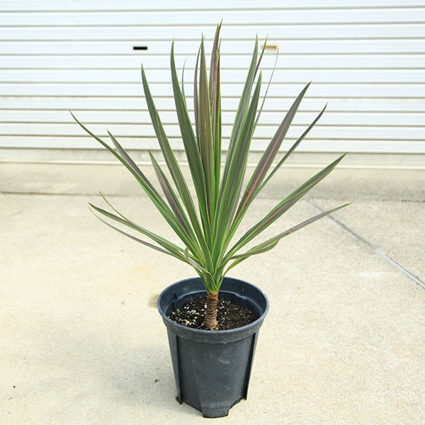 庭木 植木：コルジリネ・オーストラリス・チョコレートミント*チョコ