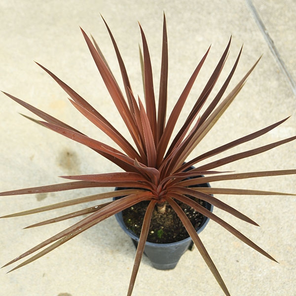 極太　斑入り　赤ドラセナ　コーヒークラシックコルジリネ レッドスター　20 極太 斑入り 赤ドラセナ コーヒークラシックコルジリネ レッドスター