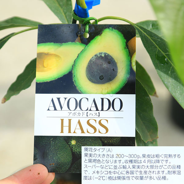 アボカド１個　青上植木にある方 若木の果樹 アボカド1個 青上植木にある方 若木の果樹