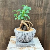 ���տ�ʪ��������ޥ� ���դ� ȭ���� ������*�����饤��