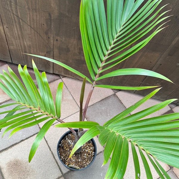 観葉植物:トックリヤシ 実生 太*黒セラアート鉢植え 大型ヤマト便 観葉植物:トックリヤシ 実生 太*黒セラアート鉢植え 大型ヤマト便