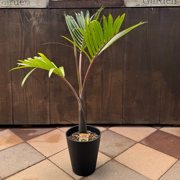 美株‼️特大‼️トックリヤシ　鉢ごと 観葉植物：トックリヤシ 実生 太*黒セラアート鉢植え 大型ヤマト便