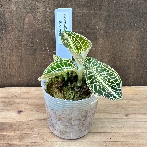 ���տ�ʪ�����ͥ��ȥ��륹 �������������*2�桡���Υ����ȥ��륹 ���奨�륪�����å�