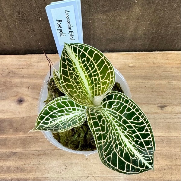 観葉植物：アネクトキルス ローズゴールド*2号 アノエクトチルス