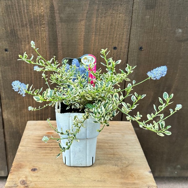 KaiLee　セアノサス　カルフォルニア　ライラック　 セット Amazon | カリフォルニアライラック セアノサス 全高70cm 苗木 6