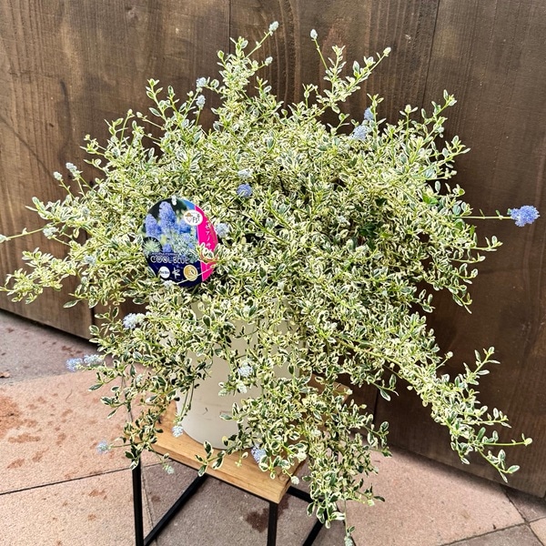 観葉植物 鉢花：セアノサス クールブルー*8号 カリフォルニア