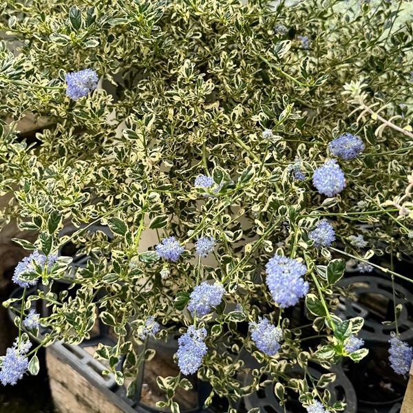 観葉植物 鉢花：セアノサス クールブルー*8号 カリフォルニア