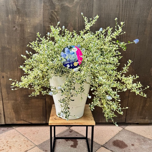 KaiLee　セアノサス　カルフォルニア　ライラック　 セット KaiLee様専用 セアノサス カルフォルニア ライラック セット