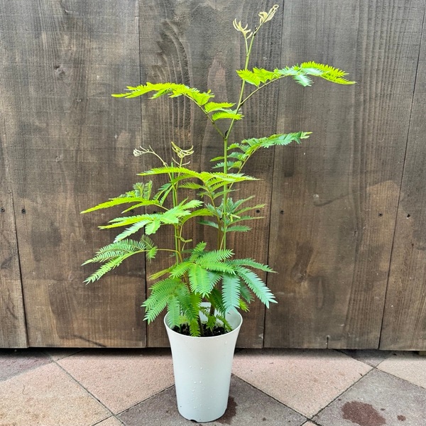 観葉植物：エバーフレッシュ*6号プラポット ネムノキ ねむの木 | 観葉