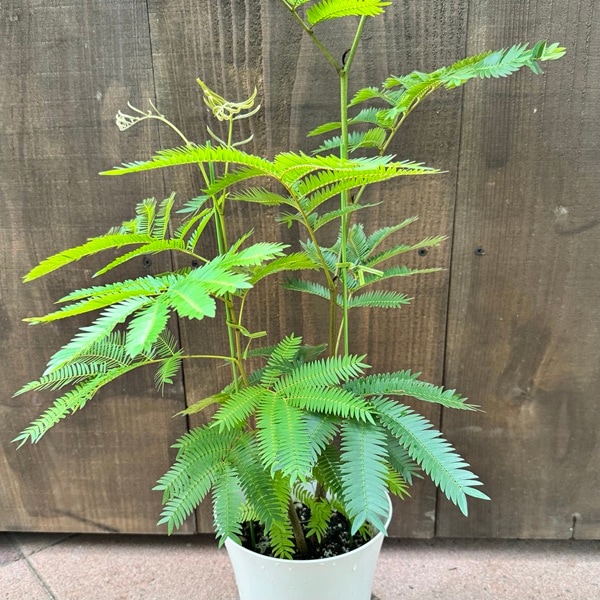 観葉植物：エバーフレッシュ*6号プラポット ネムノキ ねむの木 | 観葉