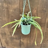 ���տ�ʪ����ԥ��ߥ��ࡡ���륷�ե����*3.5���ߤꡡ�ߤɤ�ȭ