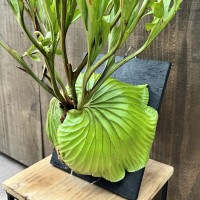 おしゃれ 観葉植物：ビカクシダ コウモリラン リドレイ板付け*大 現品