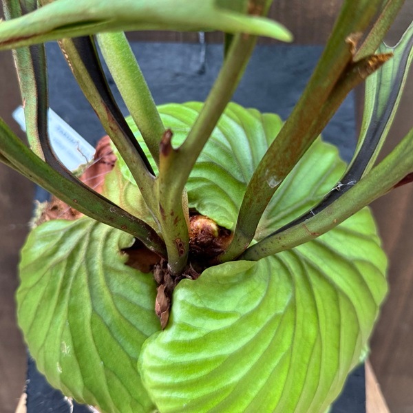 おしゃれ 観葉植物：ビカクシダ コウモリラン リドレイ板付け*大 現品