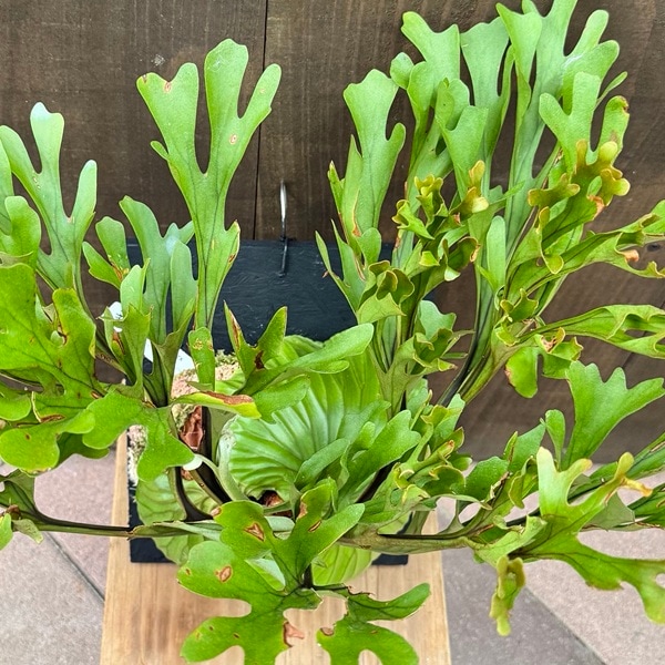 おしゃれ 観葉植物：ビカクシダ コウモリラン リドレイ板付け*大 現品