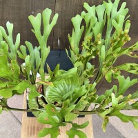 おしゃれ 観葉植物：ビカクシダ コウモリラン リドレイ板付け*大 現品