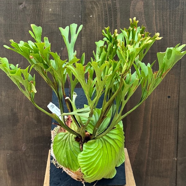 12 フラワー・ガーデニング 現品 ビカクシダ リドレイ 板付け