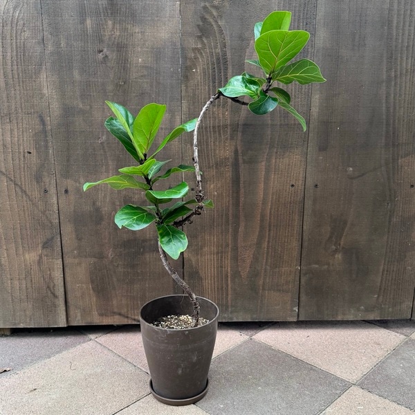おしゃれ 観葉植物：カシワバゴムの木 バンビーノ 曲*5号プラポット