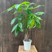 ������졡���տ�ʪ���ѥ���*4�� ��ץ�ݥå�