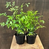 ������졡���տ�ʪ�����ƥ쥪���ڥ�ޥࡡ����饤��*3�桡2�ĥ��å�