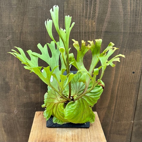 おしゃれ 観葉植物：ビカクシダ コウモリラン リドレイ板付け*小 現品2