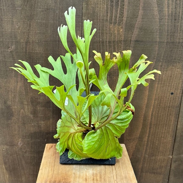 おしゃれ 観葉植物：ビカクシダ コウモリラン リドレイ板付け*小 現品2
