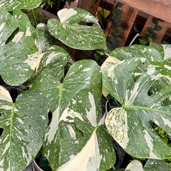 おしゃれ 観葉植物：モンステラ タイコンステレーション*4号プラポット