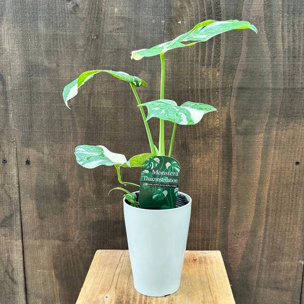 モンステラ斑入り Aquha Plants-斑入りアロイド専門店 | モンステラ ホワイト