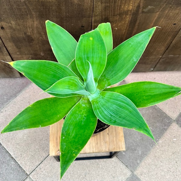 アガベアテナータ。 観葉植物 。鉢ごと無料で発送致します。 アテナータ。観葉植物。鉢ごと無料で発送致します。