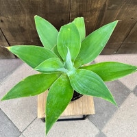 観葉植物：アガベ アテナータ*5号プラポット | 観葉植物,ガーデン