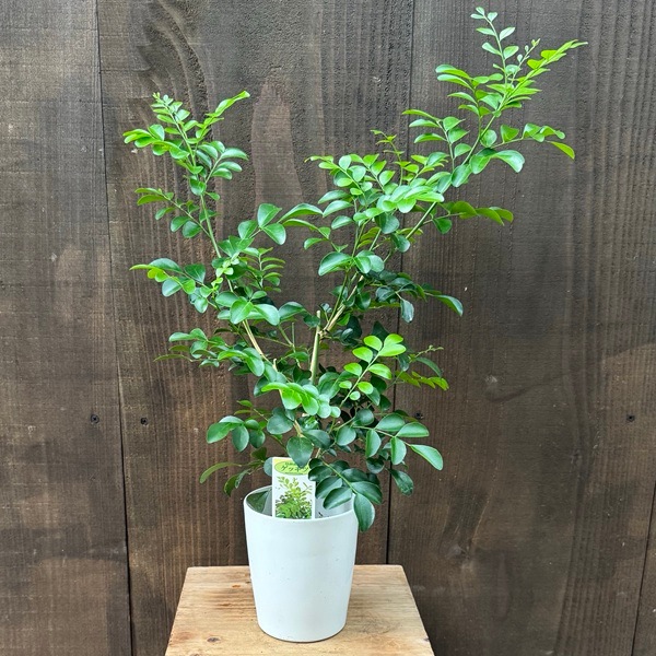 観葉植物：シルクジャスミン*4号プラポット | 観葉植物,テーブルサイズ