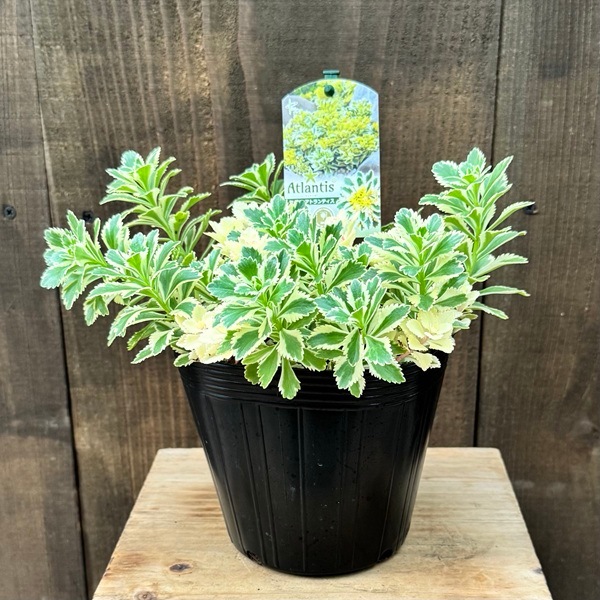 観葉植物：セダム アトランティス*5号 タケシマキリンソウ | 観葉植物