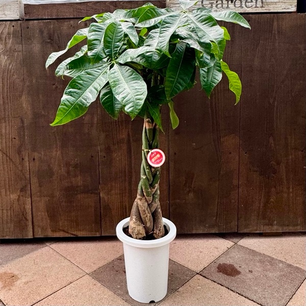 ���տ�ʪ�������Ԥߥѥ���*7��ץ�ݥåȡ��緿��ޥ�������