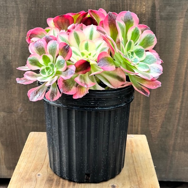 ���տ�ʪ �ʼ����٤ޤ����������˥���*��ͻ ���奦��奦���ԥ󥯥����å�����С����ȡ���Хꥨ������