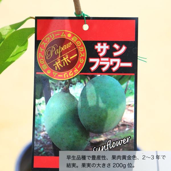庭木・植木・果樹：ポポー（ポポーノキ）*接木苗 5号 低苗（ご希望の