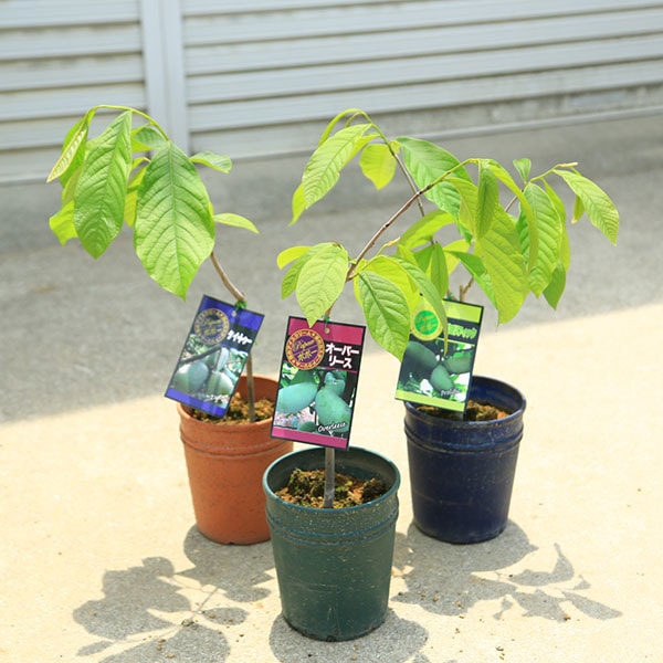 庭木・植木・果樹：ポポー（ポポーノキ）*接木苗 5号 低苗（ご希望の