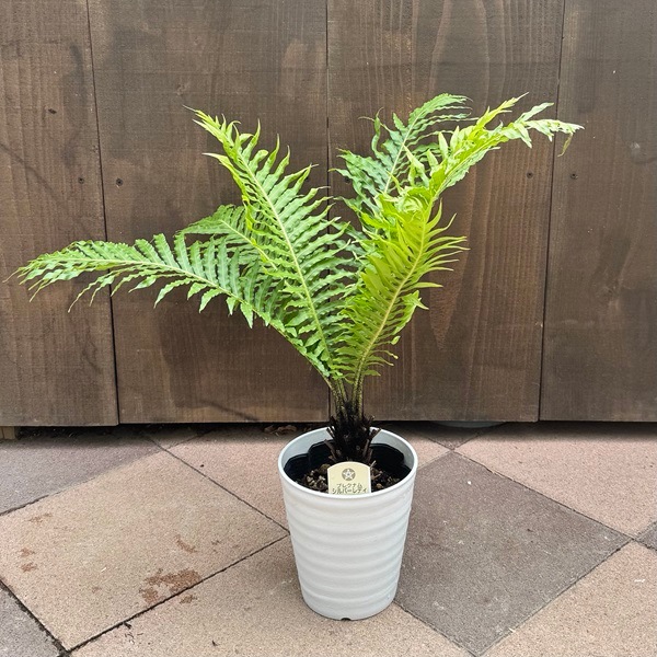 観葉植物 西洋シダ植物：ブレクナム ギバム シルバーレディ*ロマリア 5