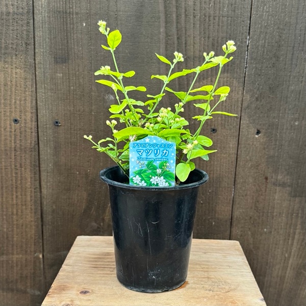 �ġ�ȭ�֡����ա�����ӥ��󥸥㥹�ߥ�*�ޥĥꥫ���㥹�ߥ�