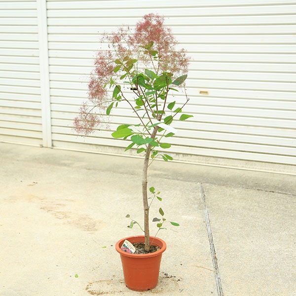 庭木 植木：スモークツリー (煙の木)*グレース/8号 現品限り！ ヤマト