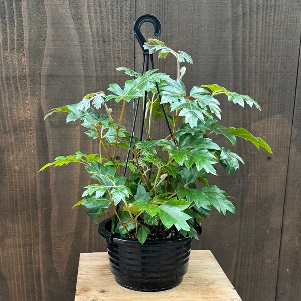 おしゃれ 観葉植物：シッサス エレンダニカ*吊り 5号 Ellen Danica